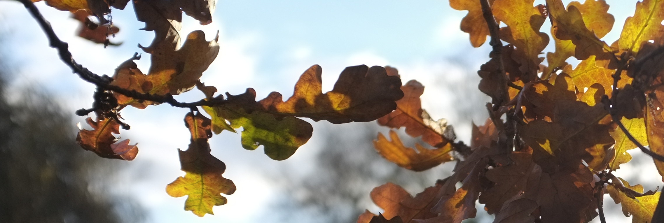 A park and autumn leaves